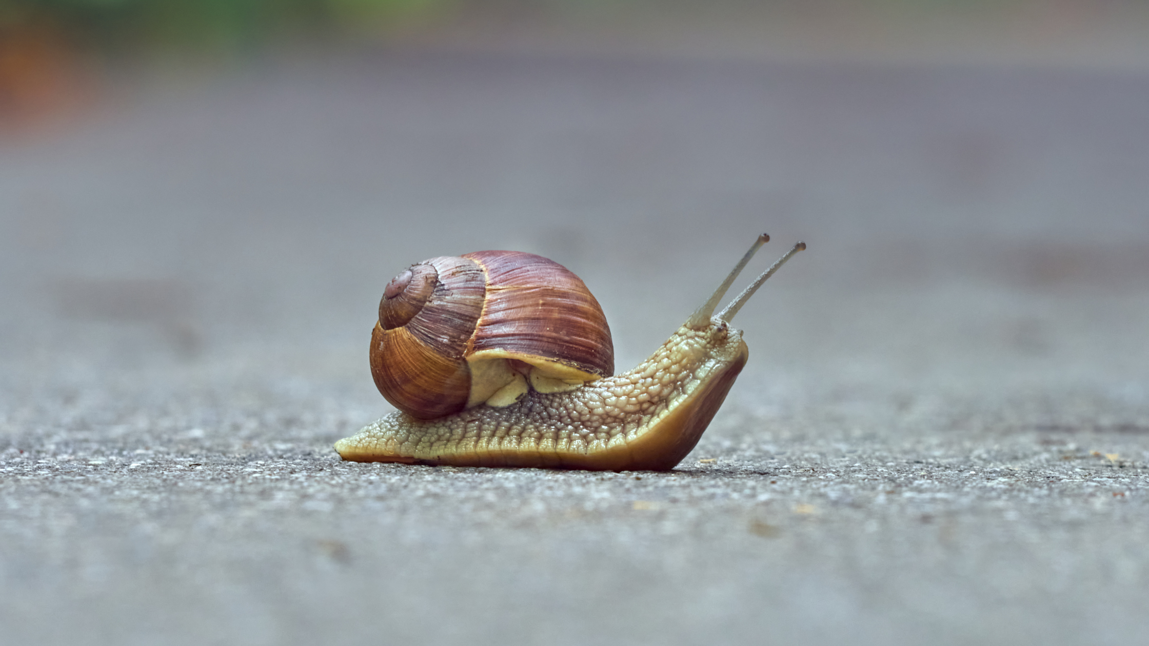A snail sat in the middle of a pavement to depict slowness - one reason to switch IT support providers